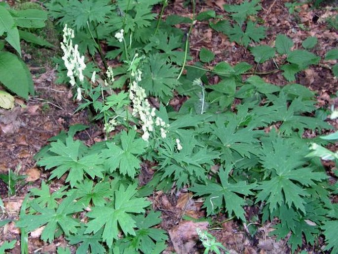 Aconitum lycoctonum subsp. vulparia