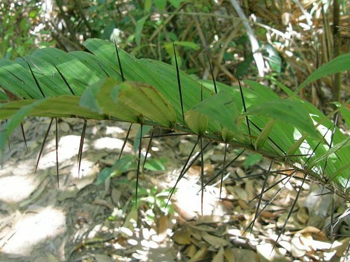 Astrocaryum standleyanum