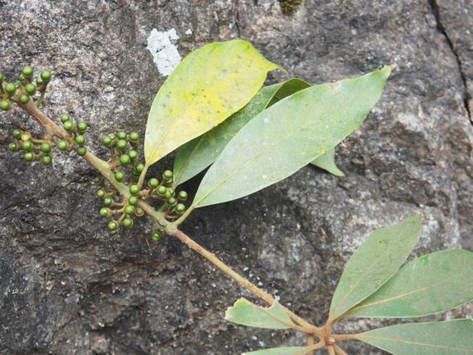 ACTINODAPHNE BOURDILLONII Gamble