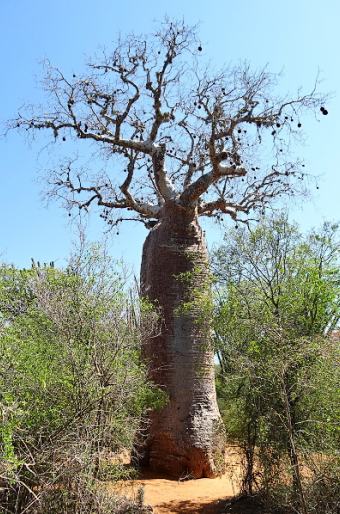 Adansonia rubrostipa