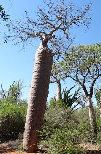 Adansonia rubrostipa