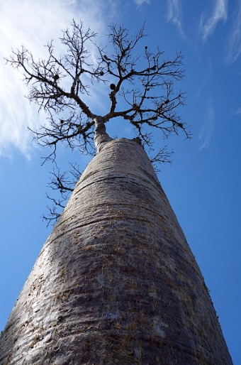 Adansonia rubrostipa