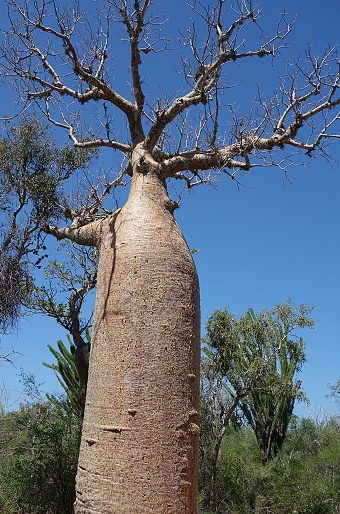 Adansonia rubrostipa