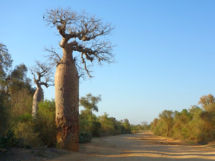 ADANSONIA RUBROSTIPA Jum. et H. Perrier – baobab
