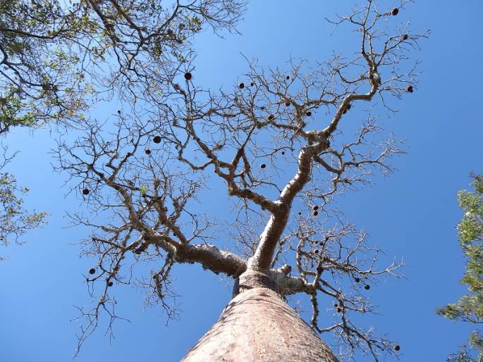 Adansonia rubrostipa