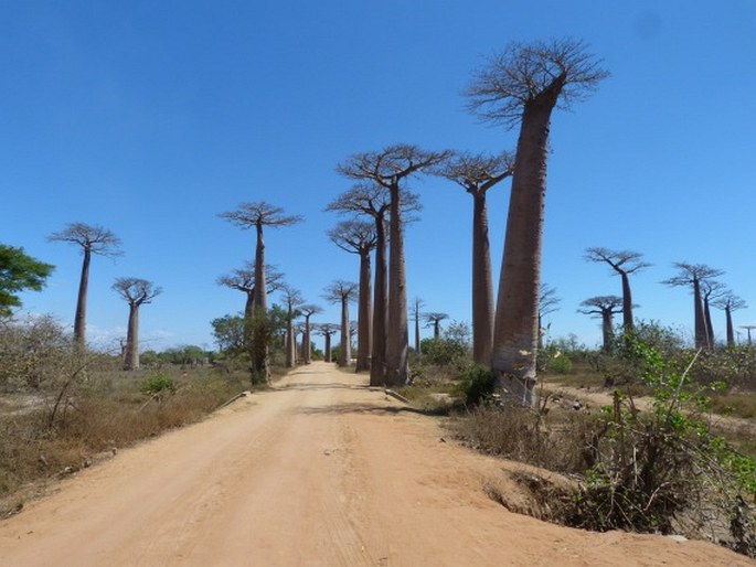 ADANSONIA GRANDIDIERI Baill. – baobab