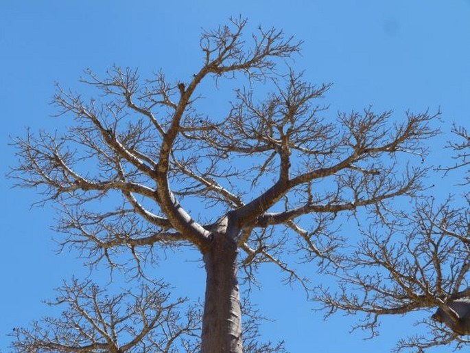 Adansonia grandidieri