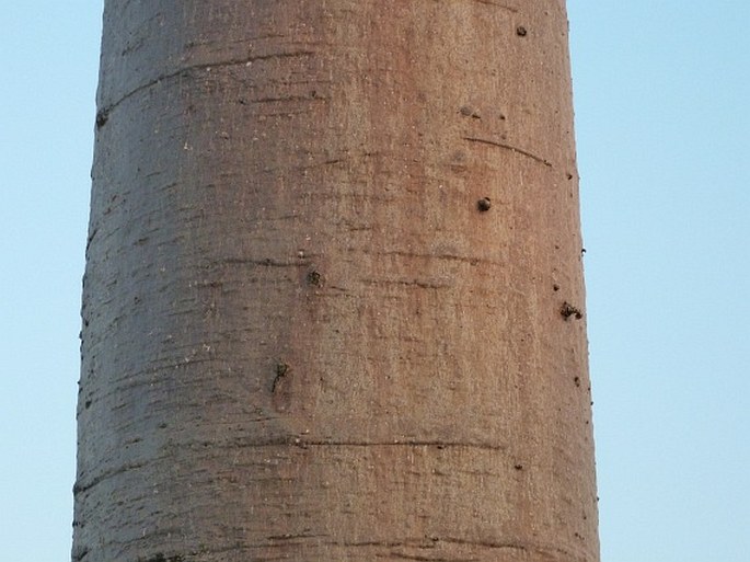 Adansonia grandidieri