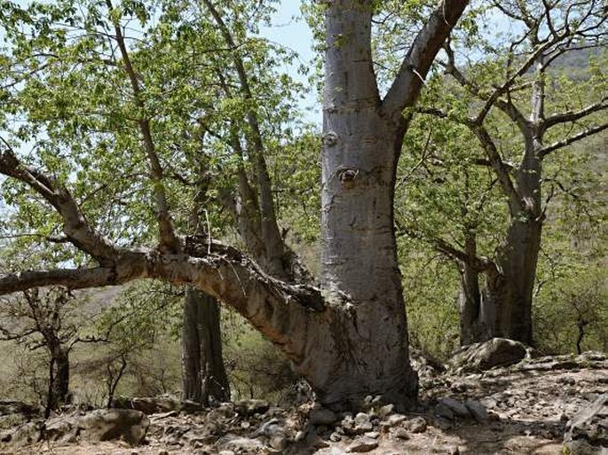 Ománský baobab