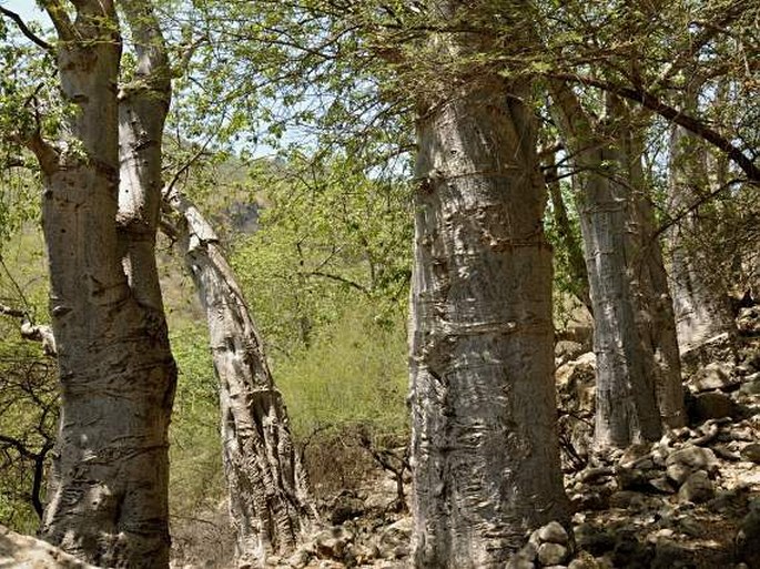 Ománský baobab