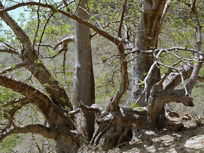 Ománský baobab
