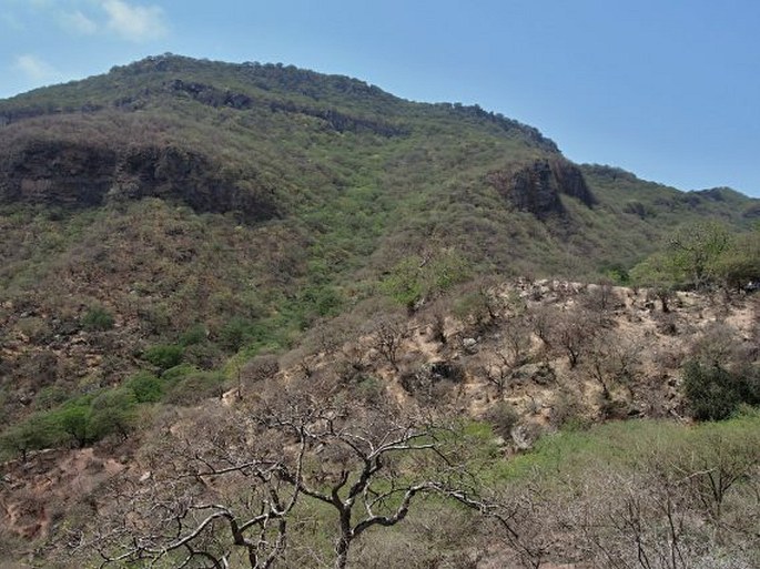 Ománský baobab