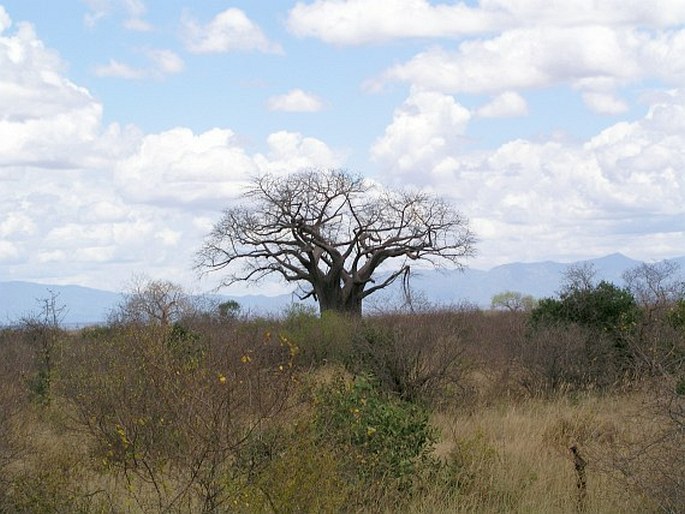 Adansonia digitata