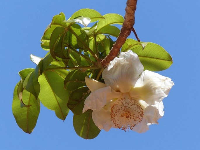 ADANSONIA DIGITATA L. – baobab prstnatý