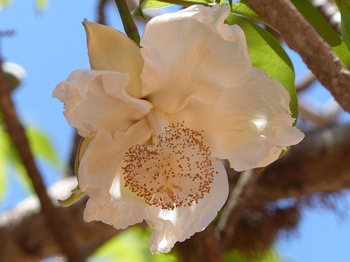 Adansonia digitata