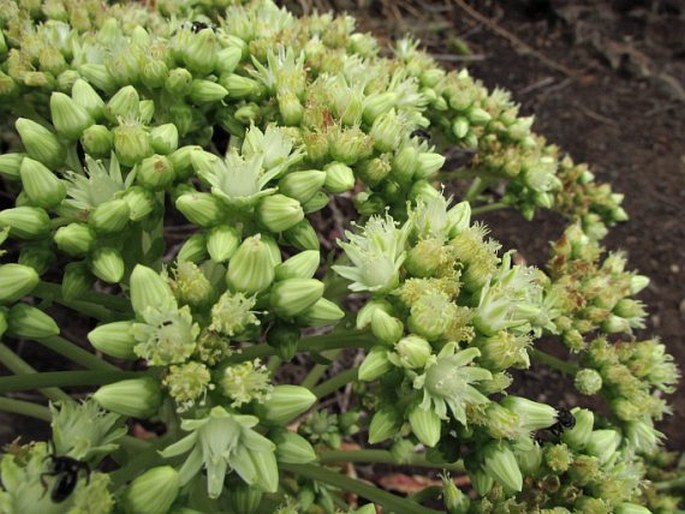 AEONIUM URBICUM (C. Sm. ex Hornem.) Webb et Berthel.