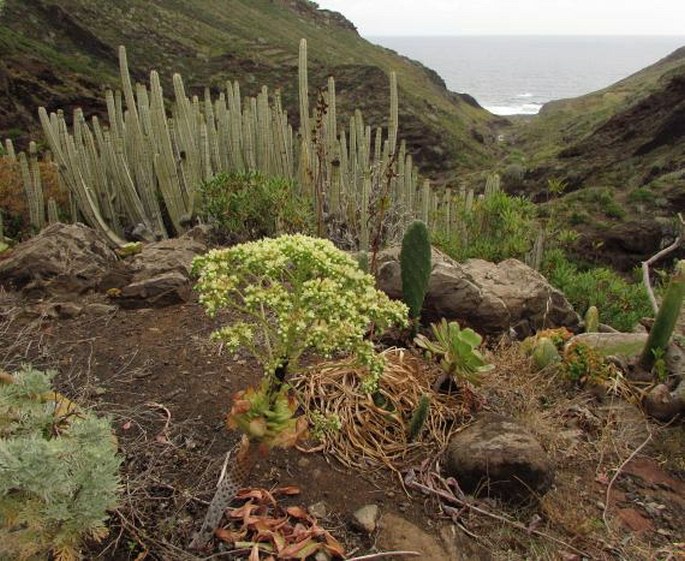 Aeonium urbicum