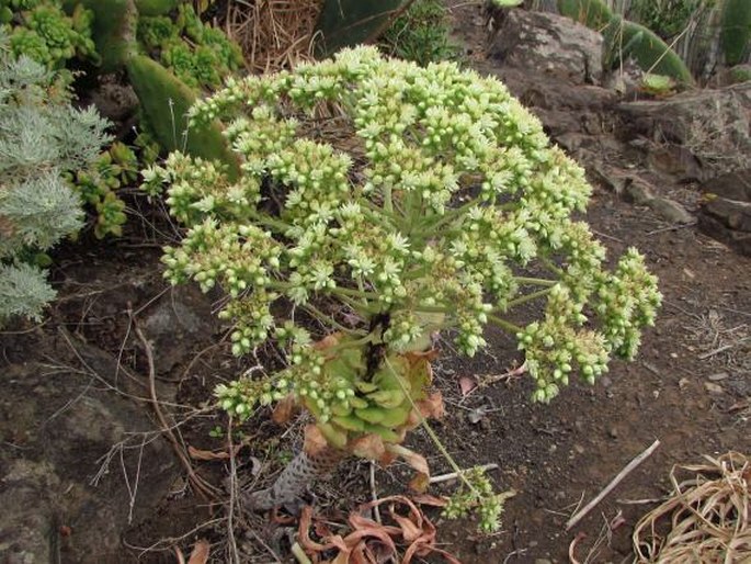 Aeonium urbicum