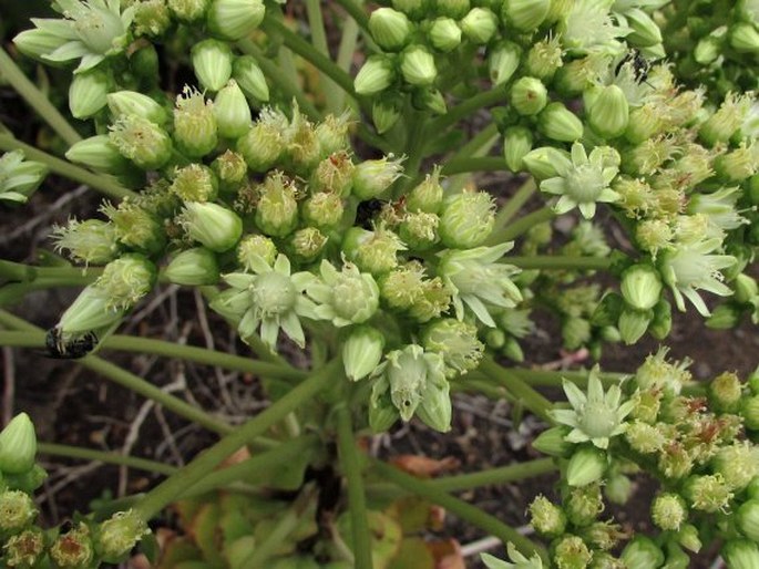 Aeonium urbicum