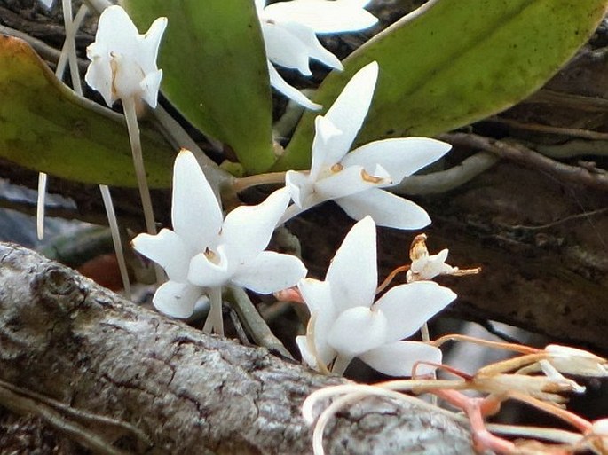 Aerangis articulata