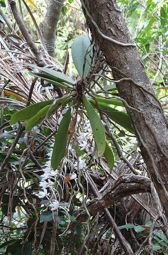 Aerangis articulata