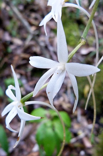 Aerangis articulata