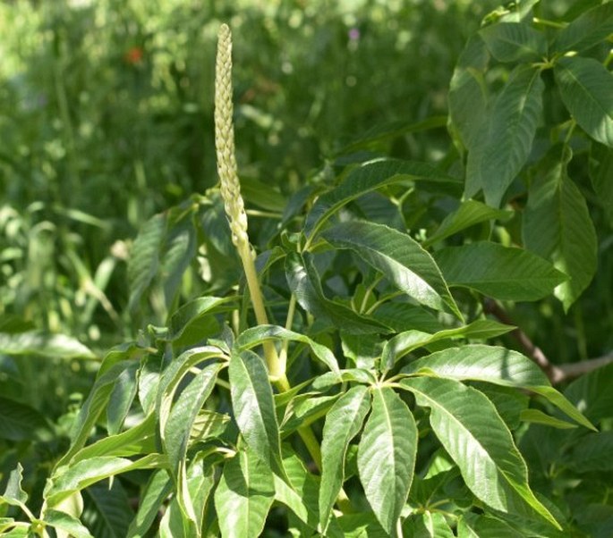 AESCULUS CALIFORNICA (Spach) Nutt. – jírovec / pagaštan