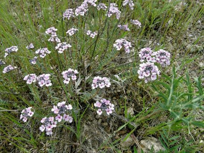 Aethionema armenum