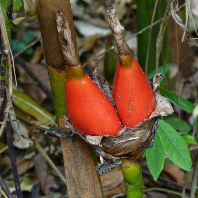 AFRAMOMUM ANGUSTIFOLIUM (Sonn.) K. Schum. - aframom