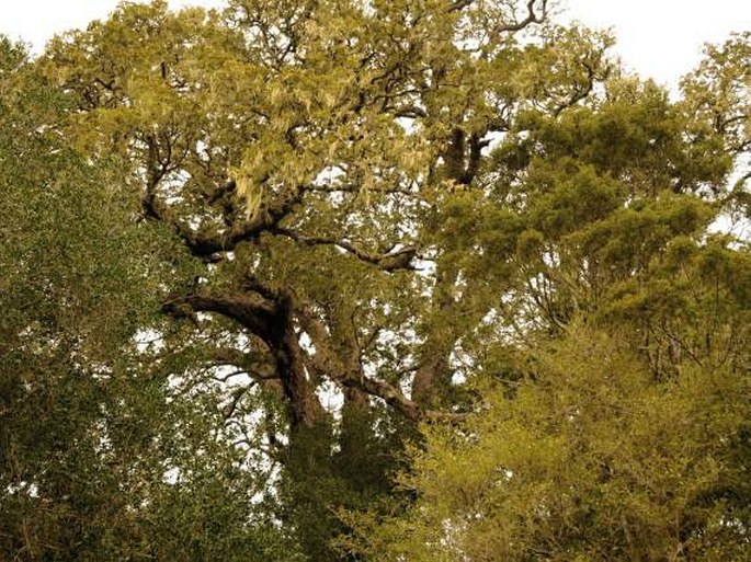 Afrocarpus falcata