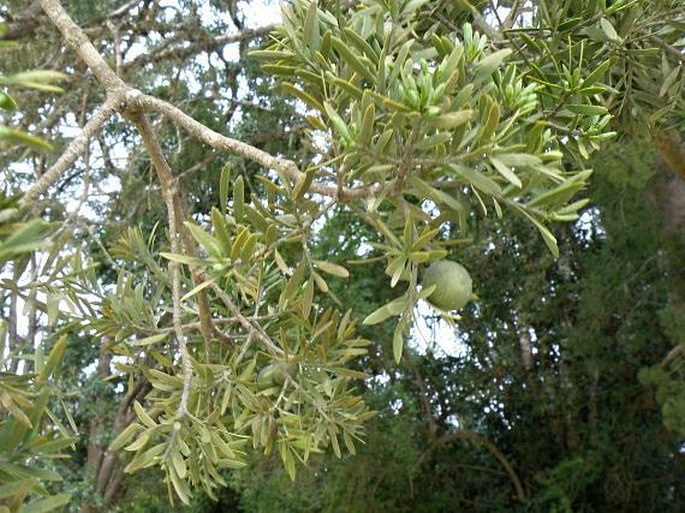 Afrocarpus falcata