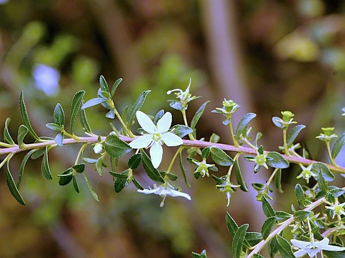 AGATHOSMA CRENULATA (L.) Pillans