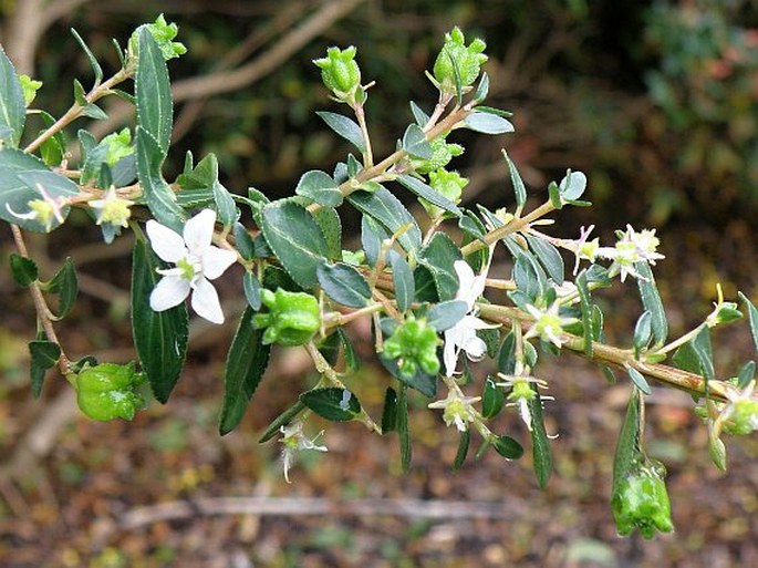 Agathosma crenulata