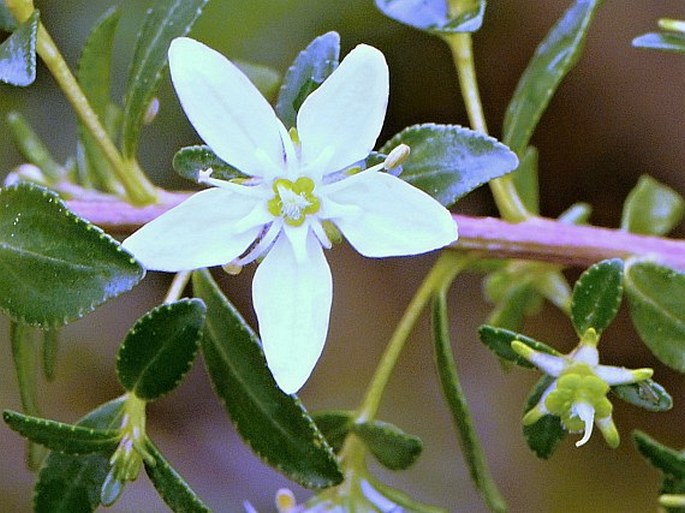 Agathosma crenulata