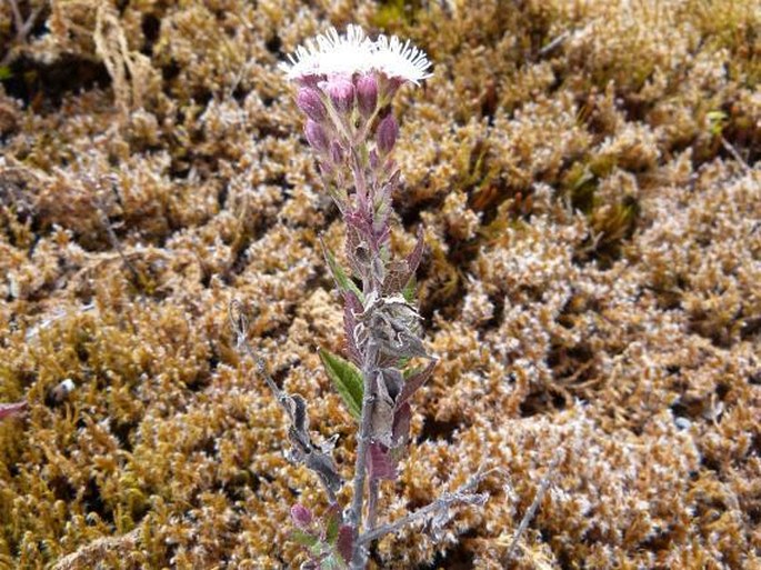 Ageratina chiriquensis