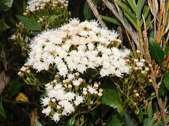 Ageratina kupperi