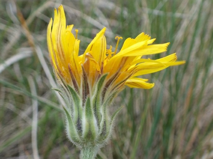 Agoseris glauca