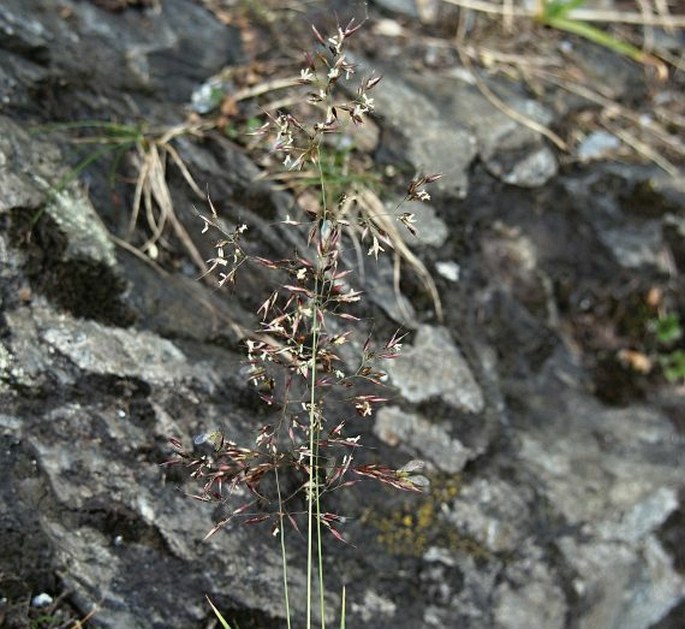 AGROSTIS ALPINA Scop. – psineček alpský / psinček alpský