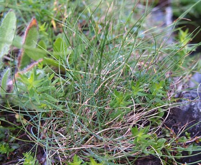 Agrostis alpina