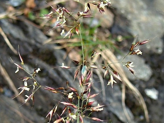 Agrostis alpina