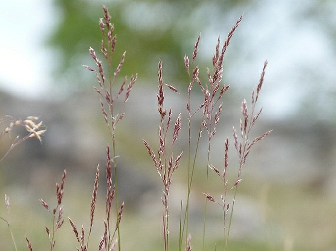 AGROSTIS VINEALIS Schreb. – psineček tuhý / psinček tuhý