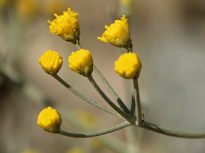 Ajania fruticulosa