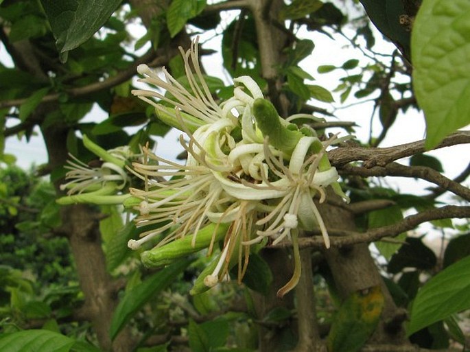 ALANGIUM SALVIIFOLIUM (L. f.) Wangerin – angolam