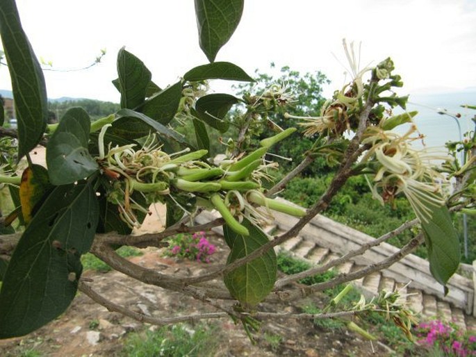 Alangium salviifolium