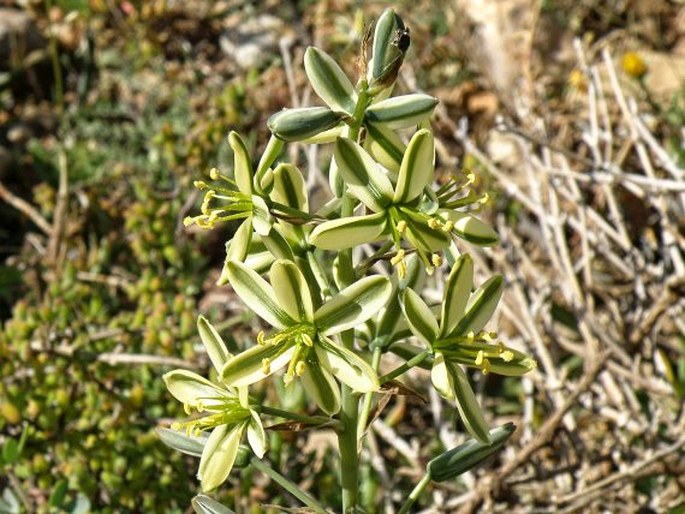 ALBUCA SUAVEOLENS (Jacq.) J. C. Manning et Goldblatt