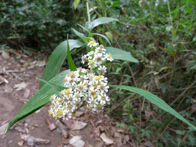 Alloispermum integrifolium