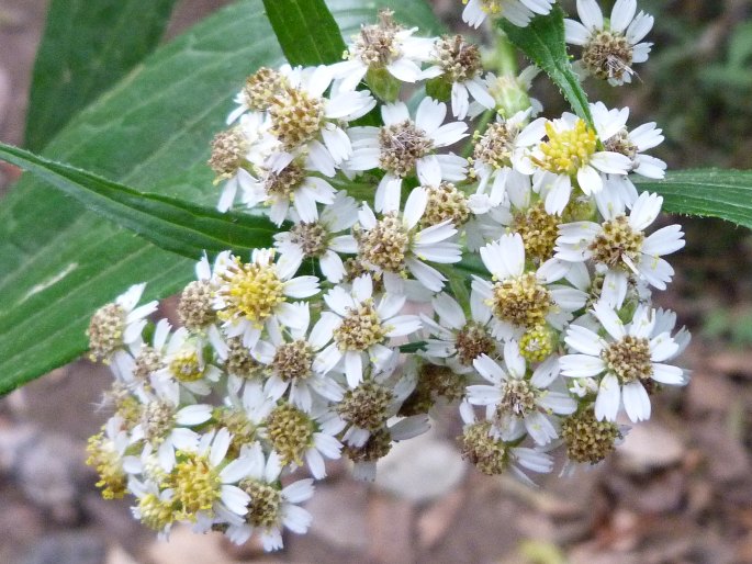 Alloispermum integrifolium