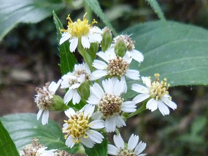 Alloispermum integrifolium