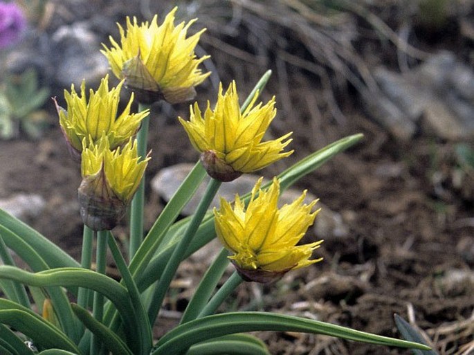 Allium semenovii