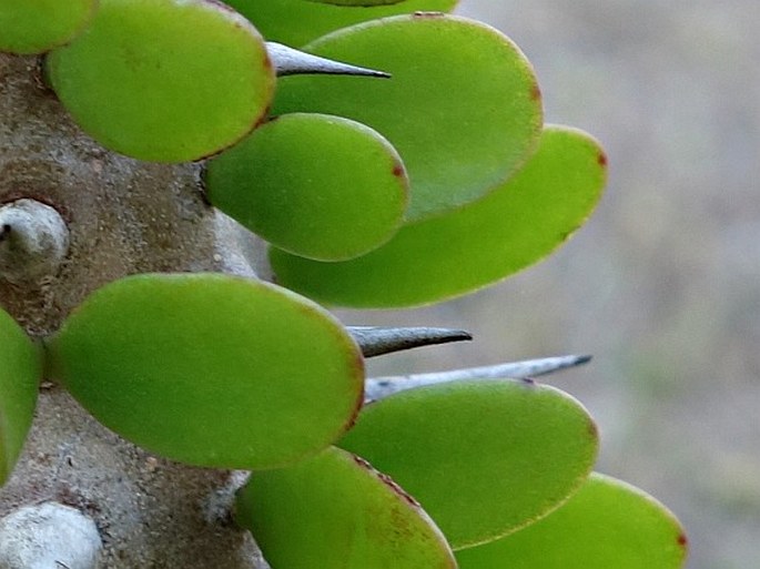 Alluaudia procera